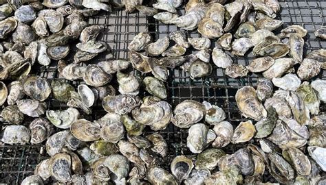 In Rhode Island, a hunt is on for the reason for dropping numbers of the signature quahog clam
